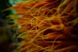 Thumbnail _mg_8974.jpg 