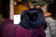 Thumbnail _mg_9112.jpg 