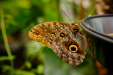 Thumbnail _mg_9469.jpg 
