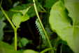 Thumbnail _mg_9506.jpg 