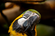 Thumbnail _mg_9645.jpg 