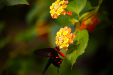 Thumbnail _mg_9666.jpg 
