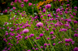Thumbnail _mg_9831.jpg 