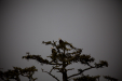 Thumbnail _mg_0191.jpg 