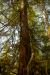 Thumbnail _mg_0279.jpg 