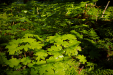Thumbnail _mg_1285.jpg 