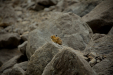 Thumbnail _mg_1681.jpg 