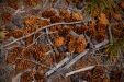 Thumbnail _mg_2071.jpg 