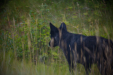Thumbnail _mg_2165.jpg 