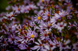 Thumbnail _mg_2518.jpg 