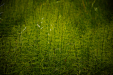 Thumbnail _mg_2662.jpg 