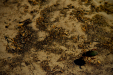 Thumbnail _mg_2680.jpg 