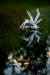 Thumbnail _mg_2739.jpg 