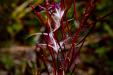 Thumbnail _mg_2810.jpg 