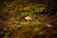 Thumbnail _mg_2887.jpg 