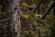Thumbnail _mg_2956.jpg 