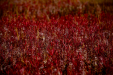 Thumbnail _mg_3041.jpg 
