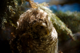 Thumbnail _mg_3484.jpg 