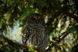 Thumbnail _mg_3535.jpg 