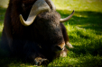 Thumbnail _mg_3595.jpg 