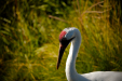 Thumbnail _mg_3607.jpg 