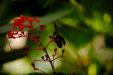 Thumbnail _mg_3691.jpg 