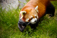 Thumbnail _mg_3800.jpg 