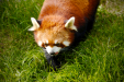 Thumbnail _mg_3801.jpg 