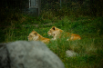 Thumbnail _mg_3845.jpg 