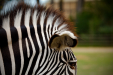 Thumbnail _mg_3869.jpg 