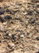 Thumbnail IMG_7534.JPG 