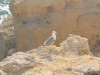 Thumbnail IMG_7537.JPG 