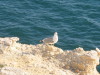 Thumbnail IMG_7538.JPG 