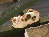 Thumbnail IMG_7554.JPG 