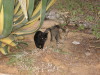 Thumbnail IMG_7557.JPG 