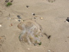 Thumbnail IMG_7590.JPG 