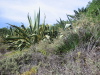 Thumbnail IMG_7663.JPG 