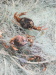 Thumbnail IMG_7736.JPG 