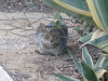 Thumbnail IMG_7753.JPG 