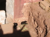 Thumbnail IMG_7763.JPG 