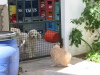 Thumbnail IMG_7795.JPG 