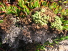 Thumbnail IMG_7812.JPG 