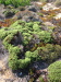 Thumbnail IMG_7815.JPG 