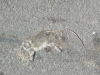 Thumbnail IMG_7866.JPG 