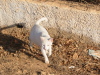 Thumbnail IMG_7868.JPG 
