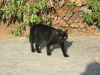 Thumbnail IMG_7877.JPG 