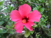 Thumbnail IMG_7879.JPG 