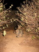 Thumbnail IMG_7883.JPG 