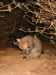Thumbnail IMG_7884.JPG 