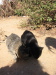 Thumbnail IMG_7894.JPG 